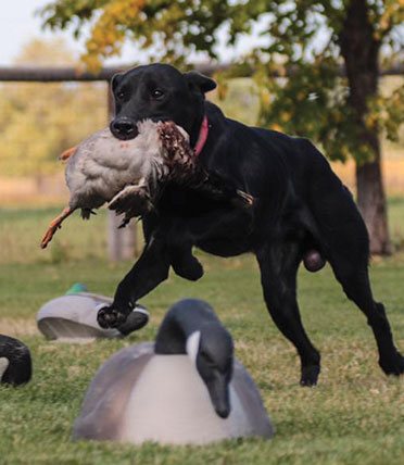 Dog with game in its mouth