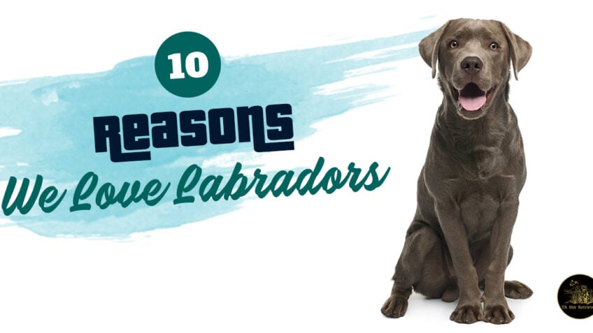 10 Reasons We Love Labradors