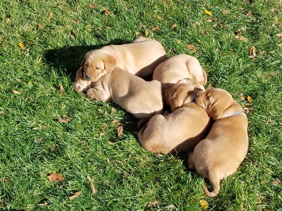 Yellow Lab Puppies