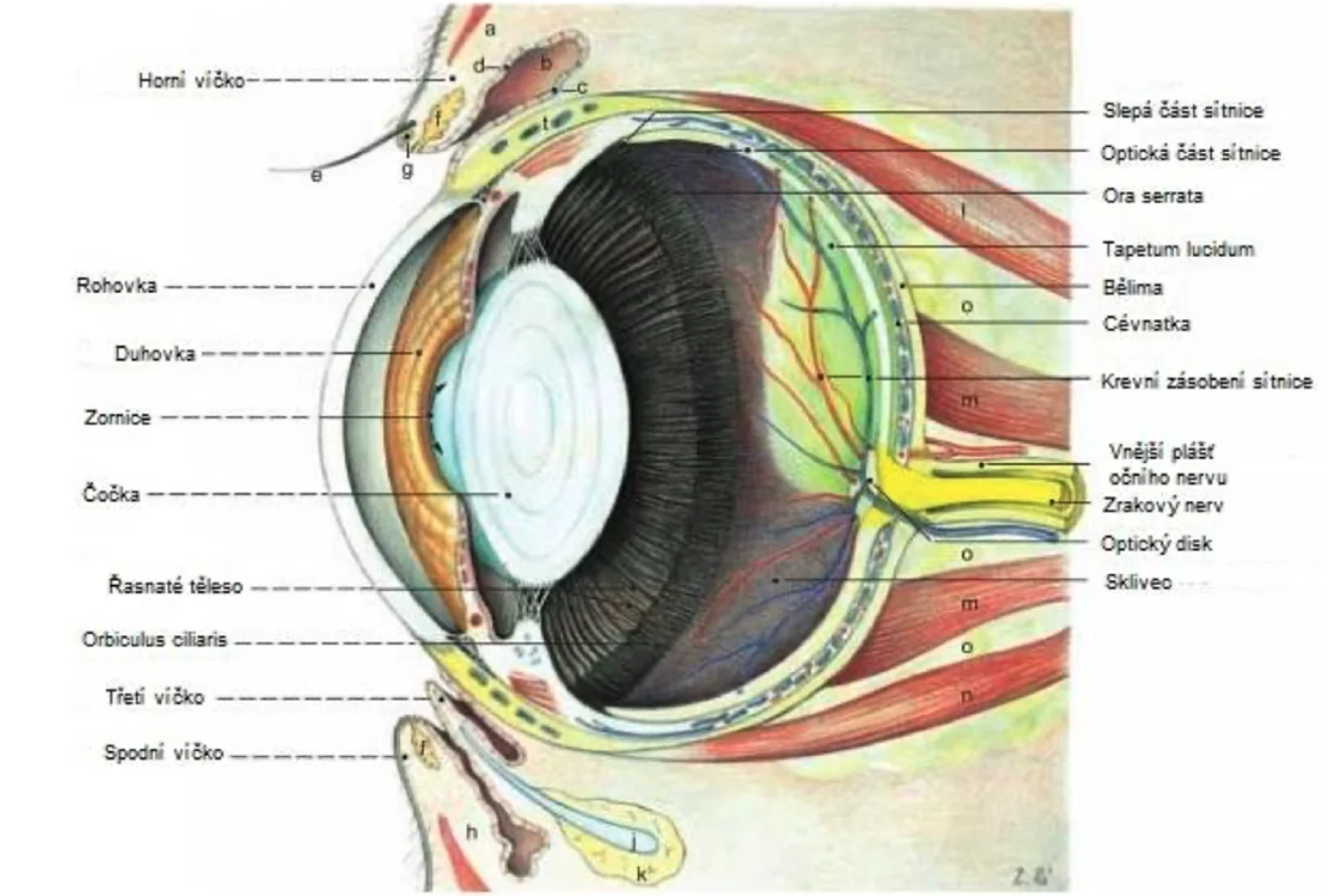 anatomy of dog eye