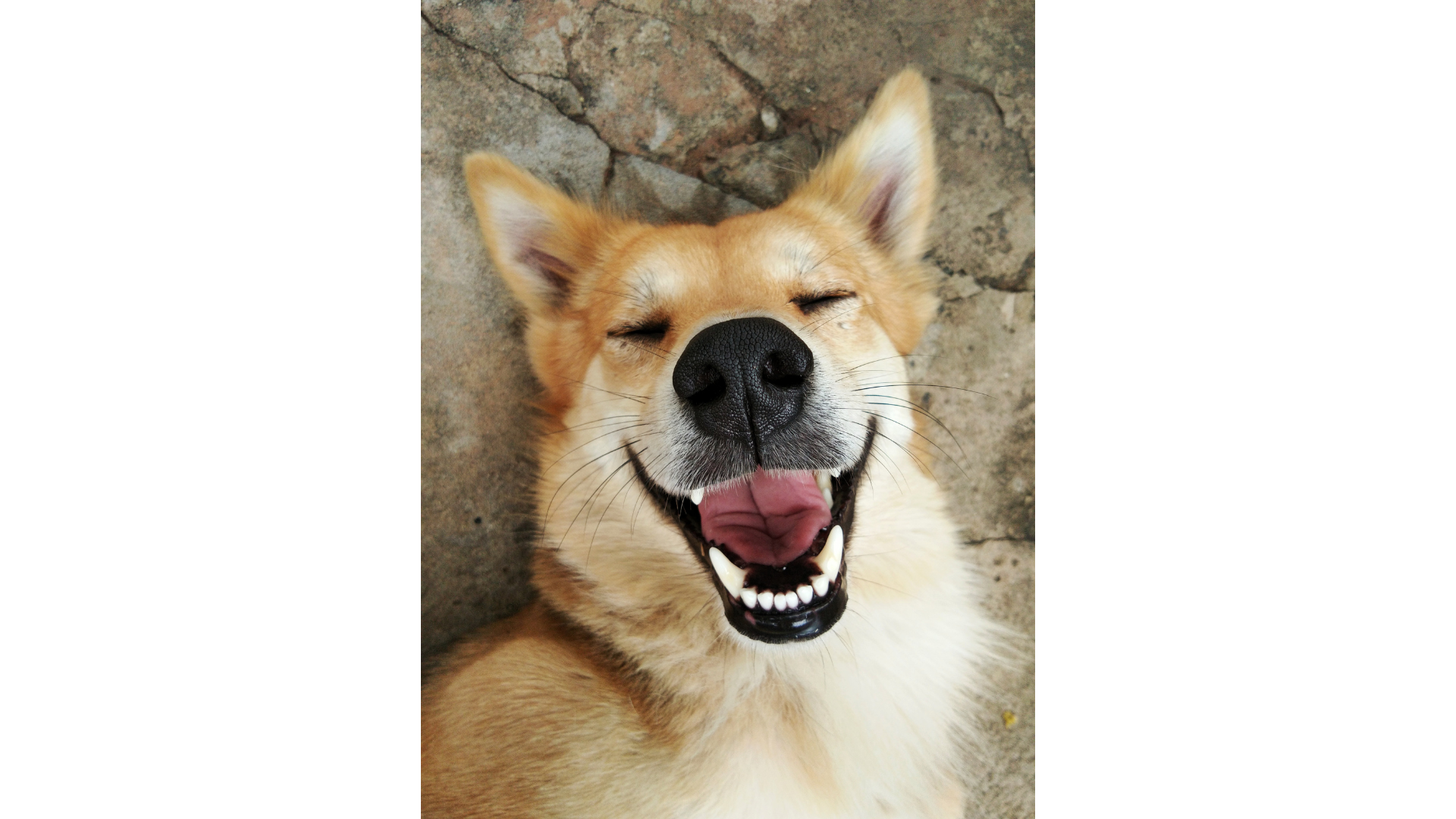 Natural Remedies for Doggy Bad Breath - TK Hot Retrievers