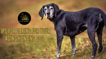 Tips for Caring for Your Aging Hunting Dog