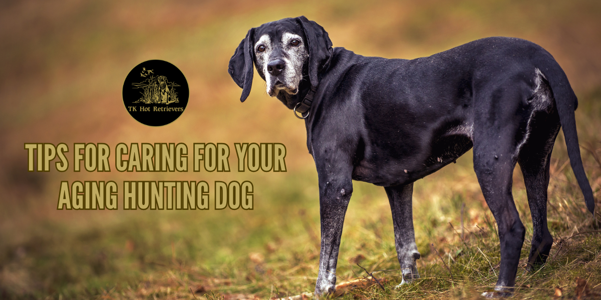 Tips for Caring for Your Aging Hunting Dog