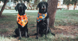 Halloween Safety Tips for Dog Owners