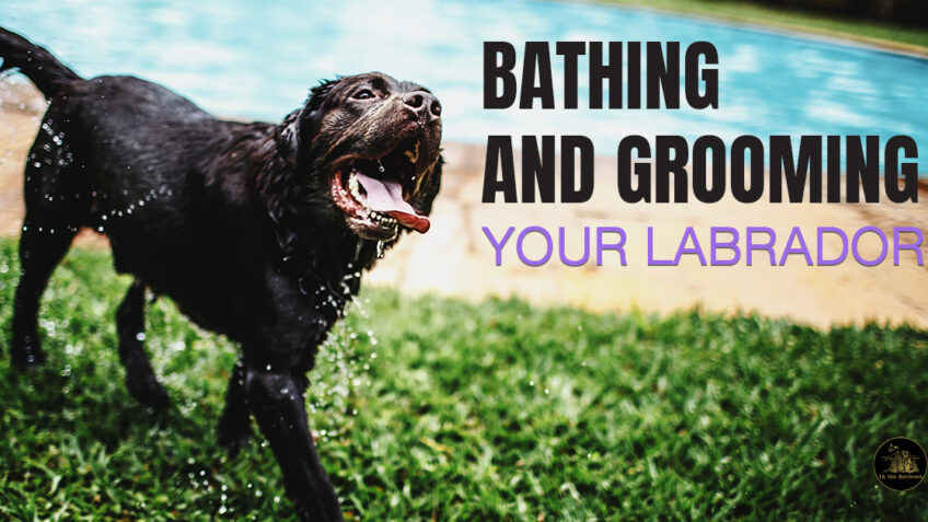 Bathing and Grooming Your Labrador