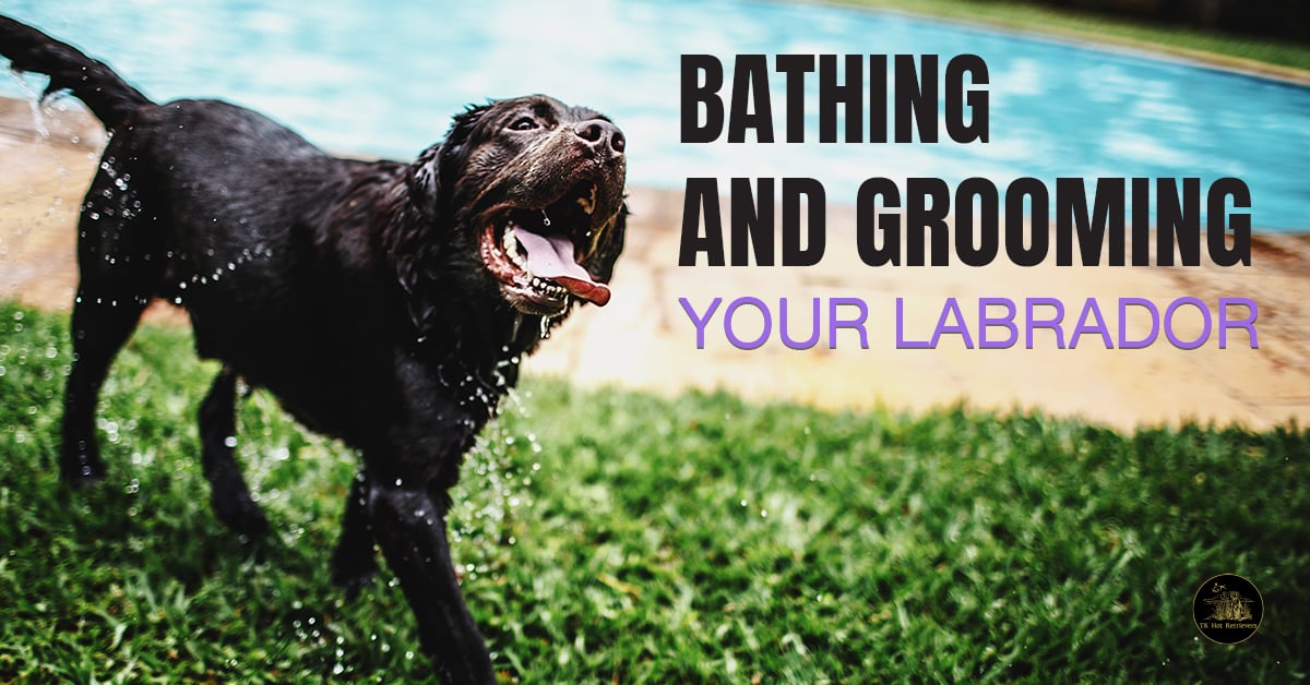 Bathing and Grooming Your Labrador