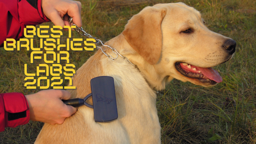 Best brush for labrador on sale retriever