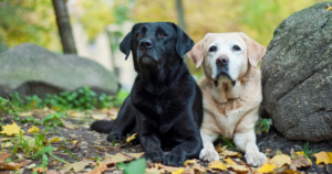 What's the Difference Between Labrador & Golden Retrievers?