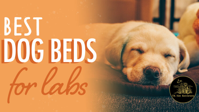 Best Dog Beds For Labs