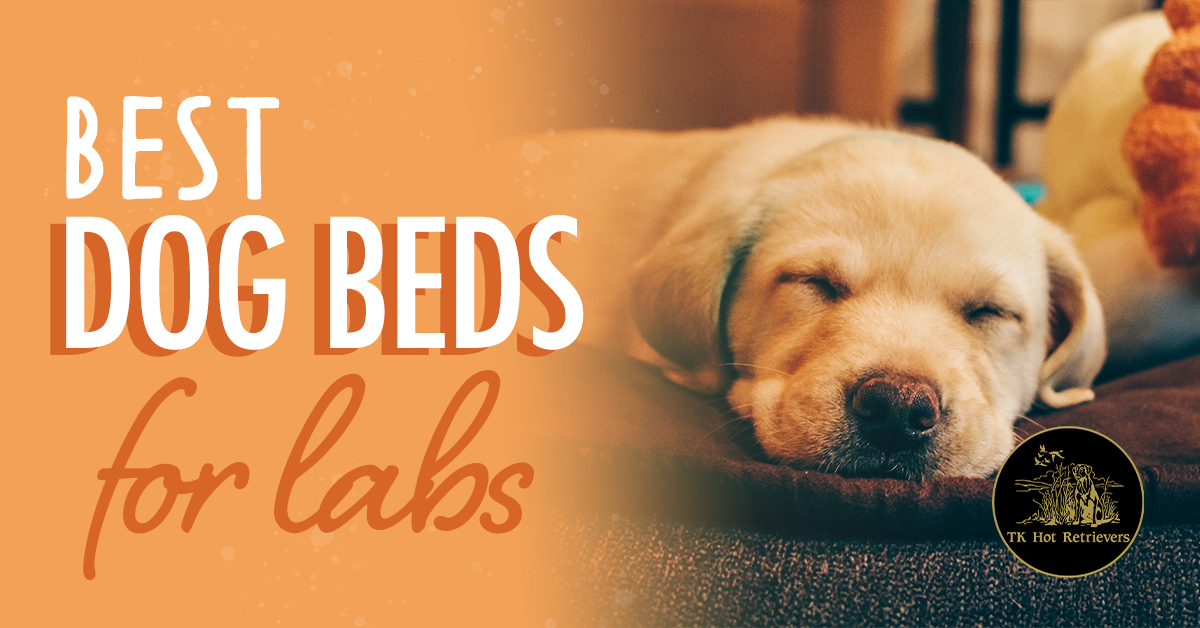 Best Dog Beds For Labs