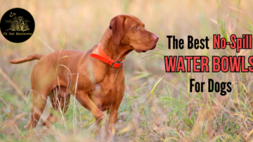 The Best No-Spill Water Bowls for Dogs