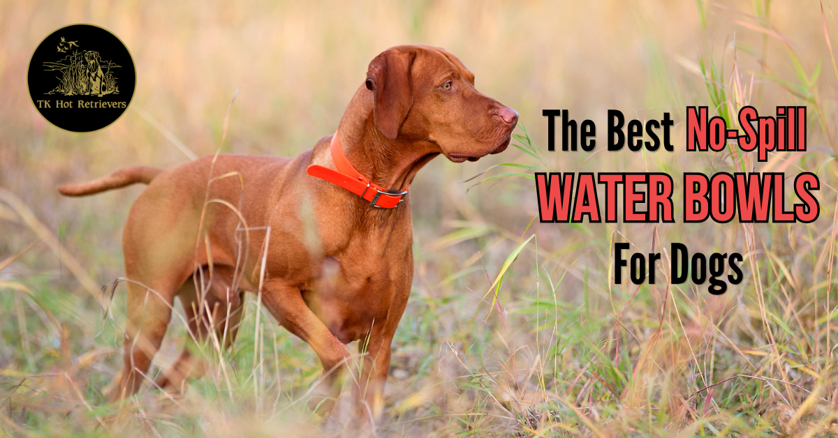 The Best No-Spill Water Bowls for Dogs