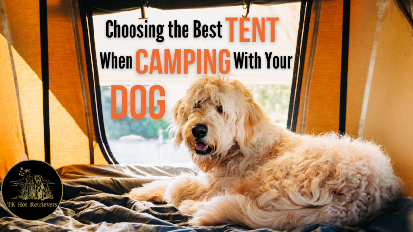 Choosing the Best Tent When Camping With Your Dog