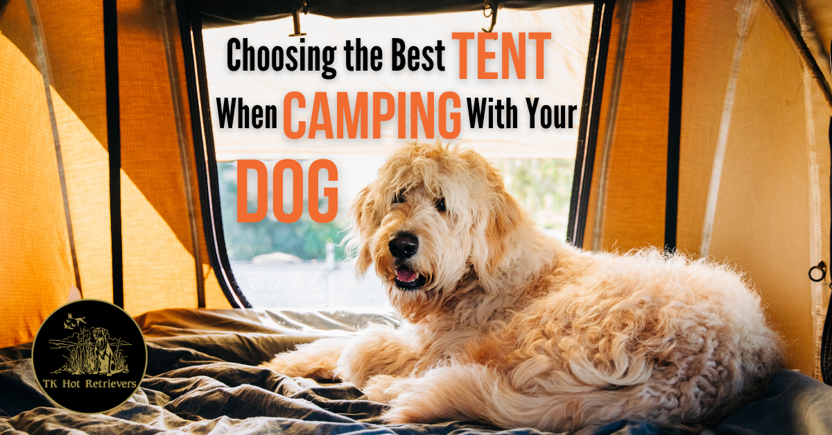 Choosing the Best Tent When Camping With Your Dog