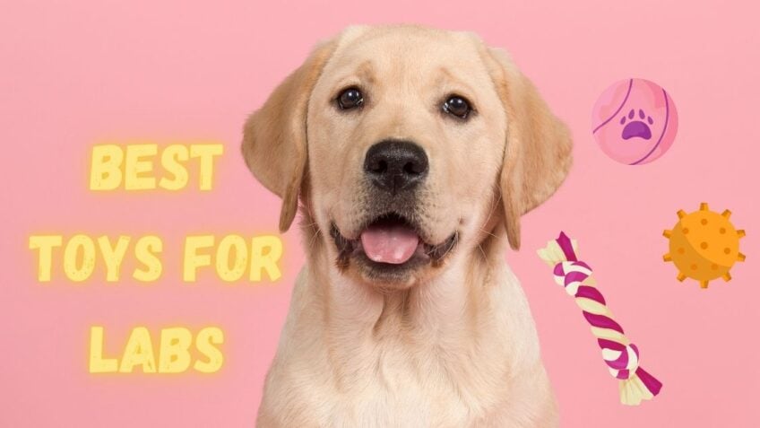 Dog toys sales for labs