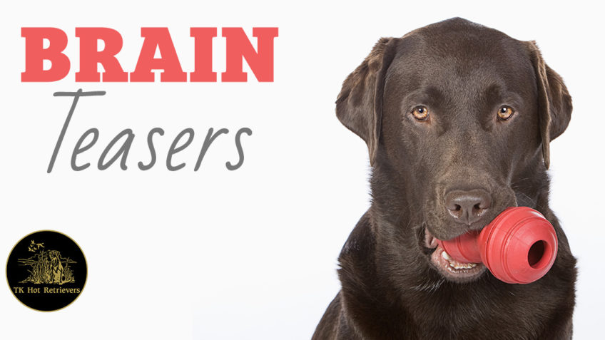 Brain teaser toys for your dog.