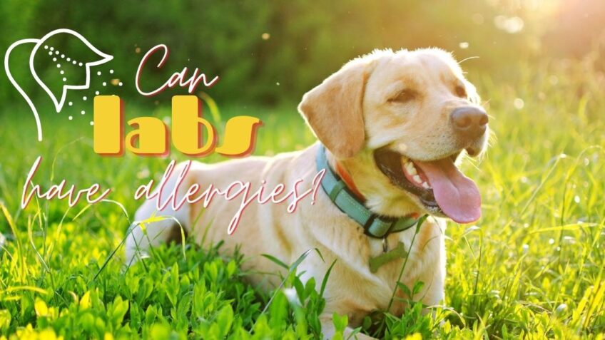Can Labs Have Allergies?