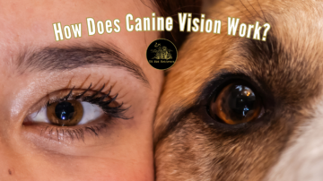How Does Canine Vision Work?
