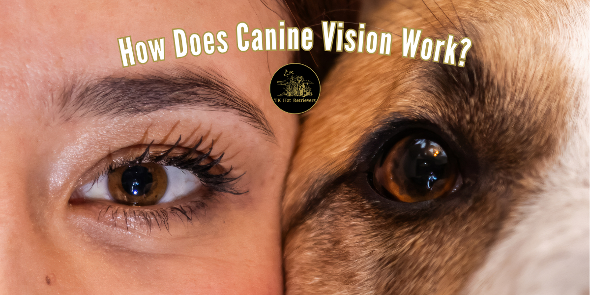 How Does Canine Vision Work?