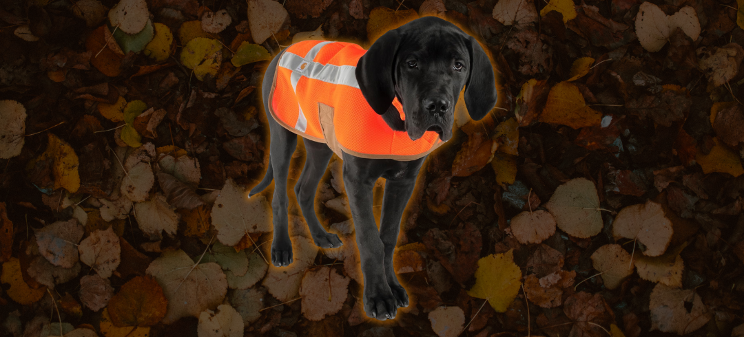 Top-Rated Hunting Dog Vests