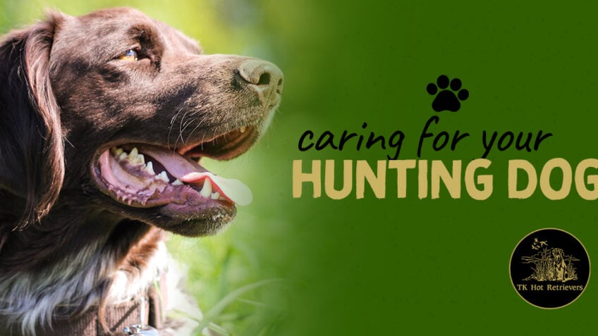 Dealing with Hunting Dog Injuries