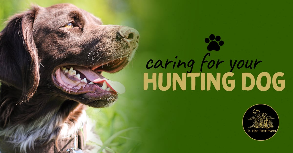 Caring for Your Hunting Dog