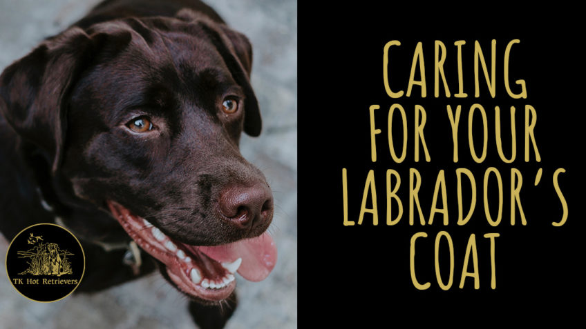 Caring for Your Labrador's Coat