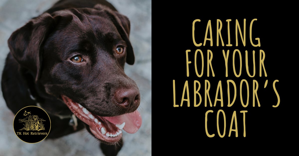 Caring for Your Labrador's Coat