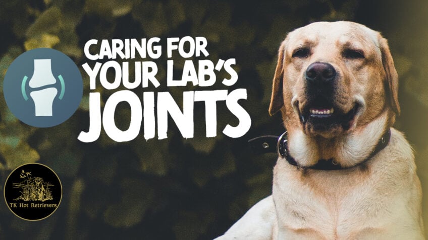 Caring For Your Labs Joints with Supplements