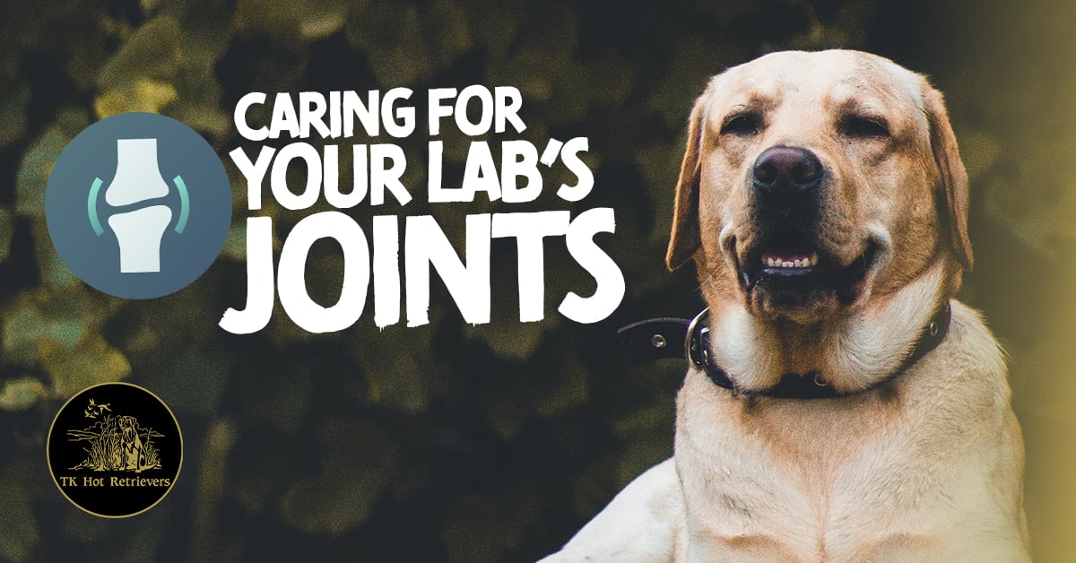 Caring For Your Labs Joints with Supplements