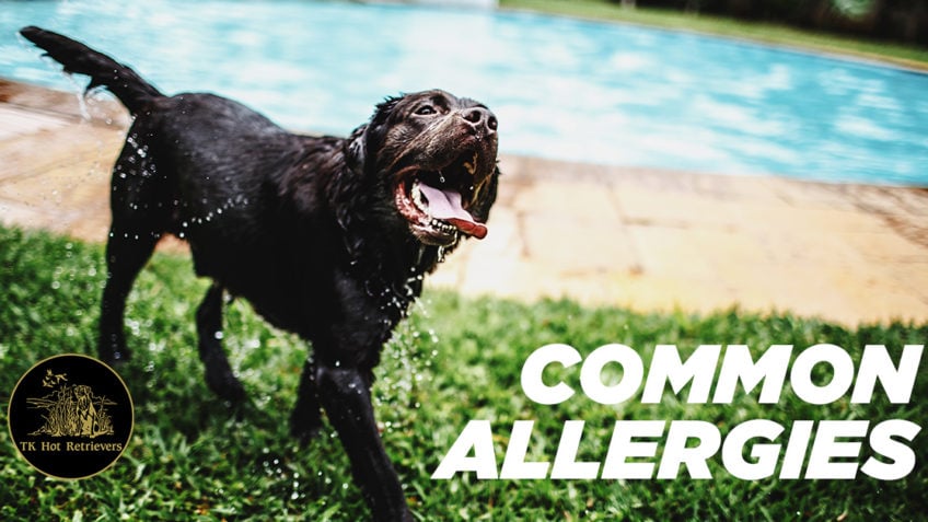 Common Allergies in Labrador Retrievers