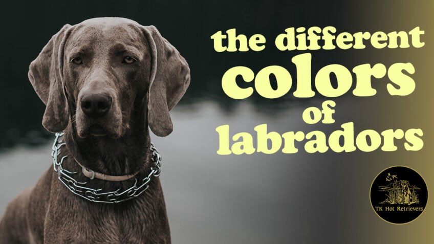 The Different Colors of Labradors