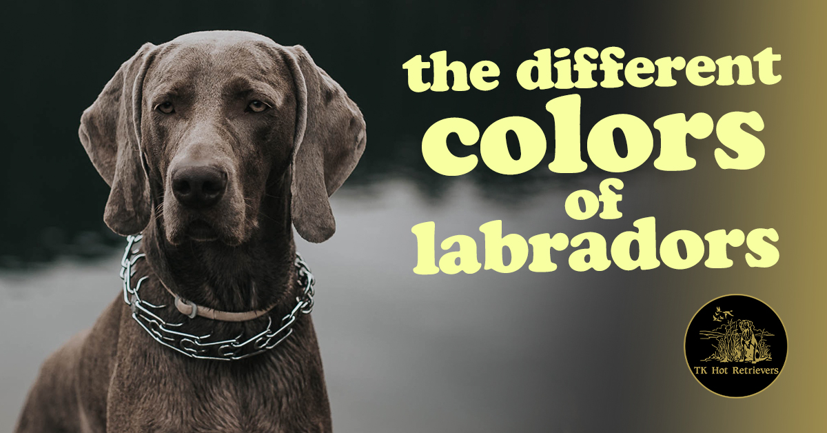 The Different Colors of Labradors