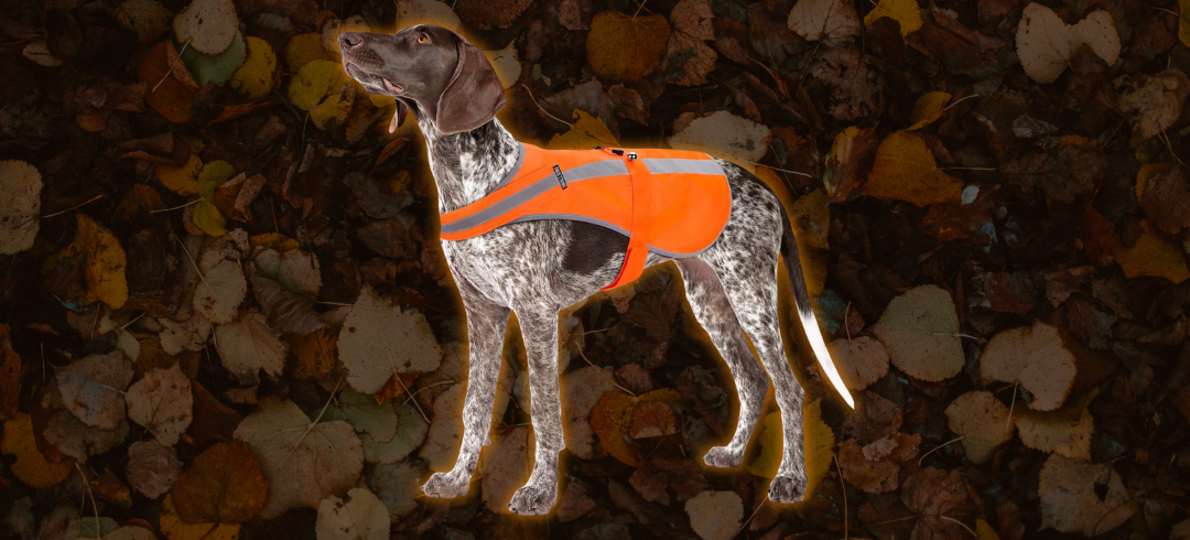 Top-Rated Hunting Dog Vests