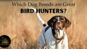 Dog Breeds Known for Being Great Bird Hunters