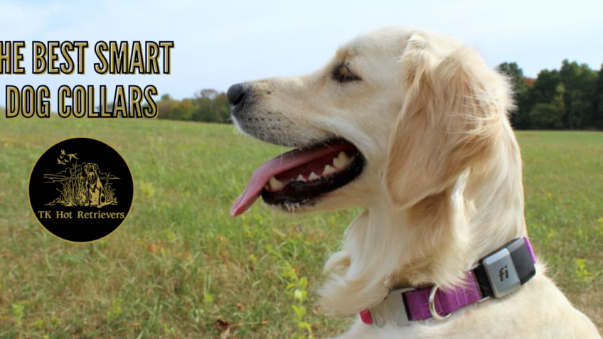 The Best Smart Dog Collars