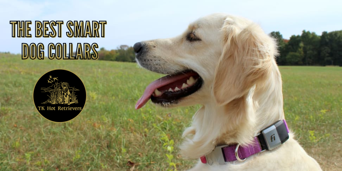 The Best Smart Dog Collars