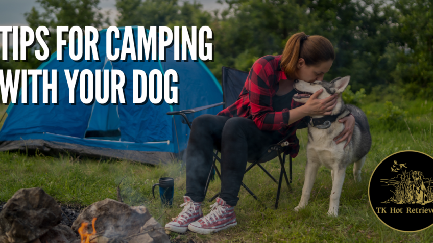 Tips for Camping with Your Dog