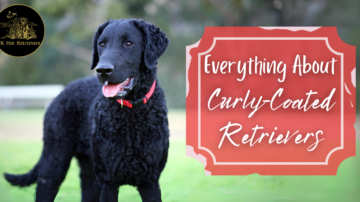 Everything You Need to Know About Curly-Coated Retrievers