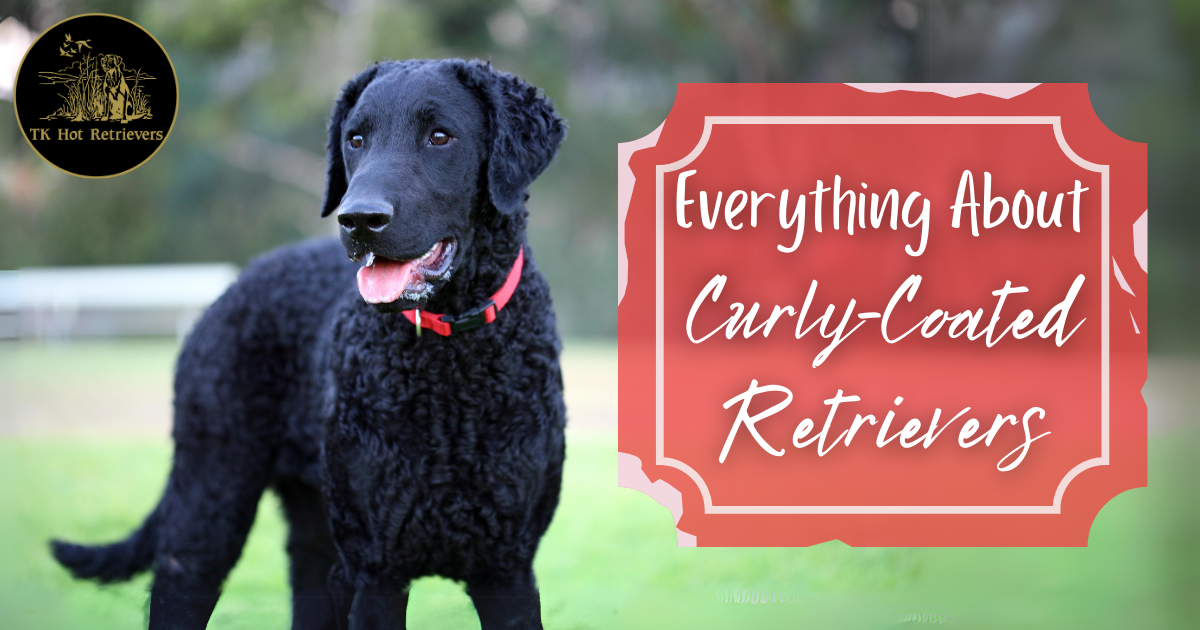 Everything You Need to Know About Curly-Coated Retrievers