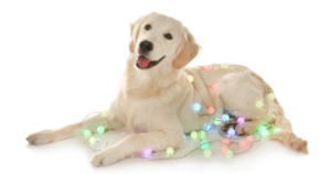 Prepping Your Dog for Holiday Parties