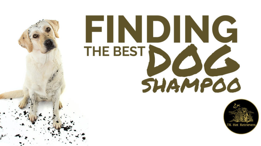 Finding the Best Dog Shampoo