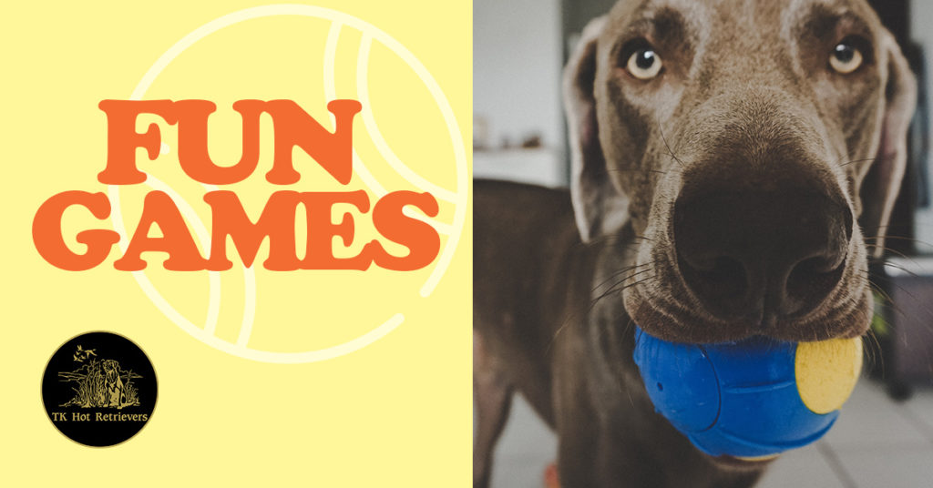 Fun Games To Play With Your Labrador - TK Hot Kennels