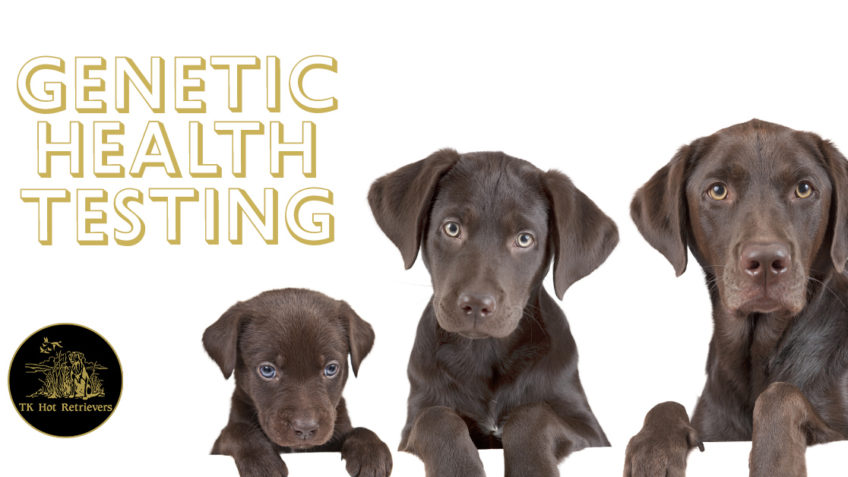 Genetic Health Testing With The Orthopedic Foundation for Animals (OFA)