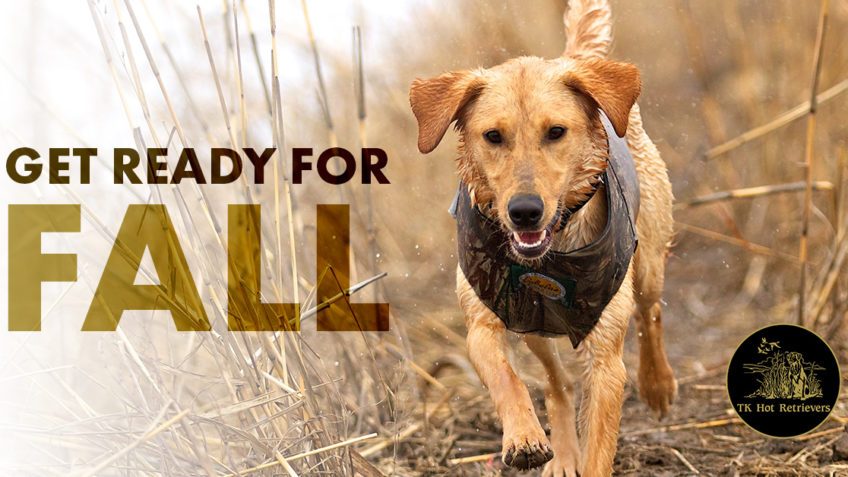 Help Your Hunting Dog Get Ready for Fall.