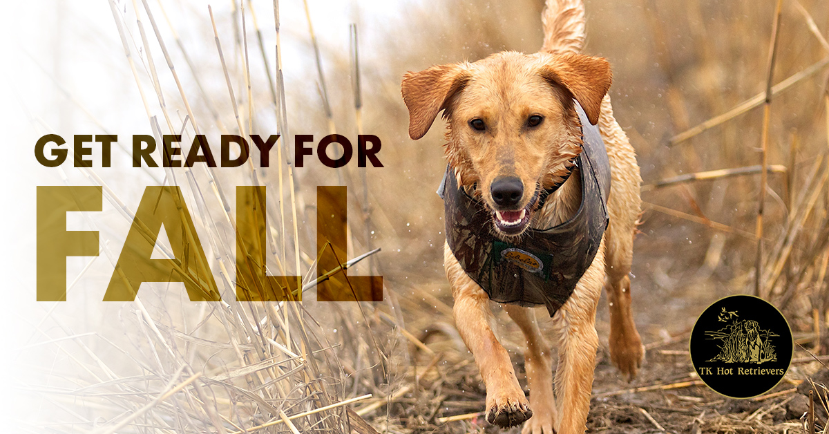 Help Your Hunting Dog Get Ready for Fall.