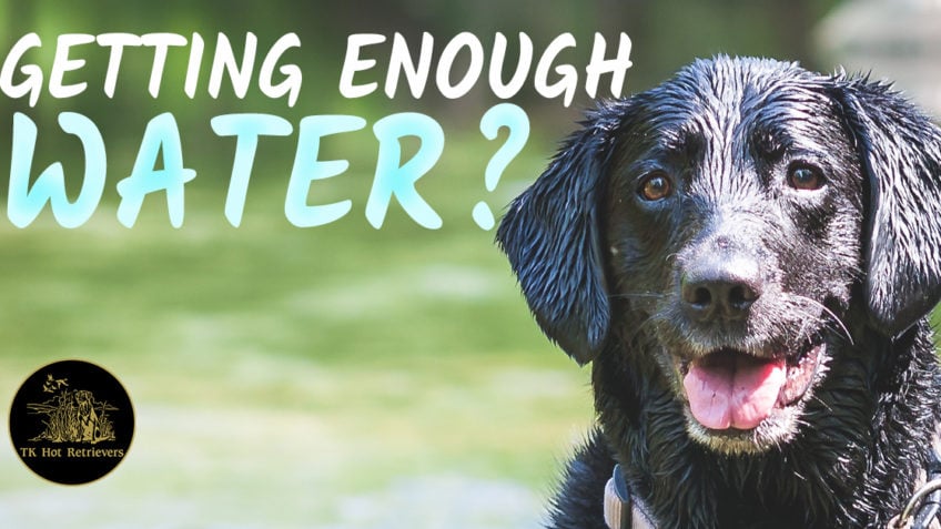 Giving Your Dog Enough Water