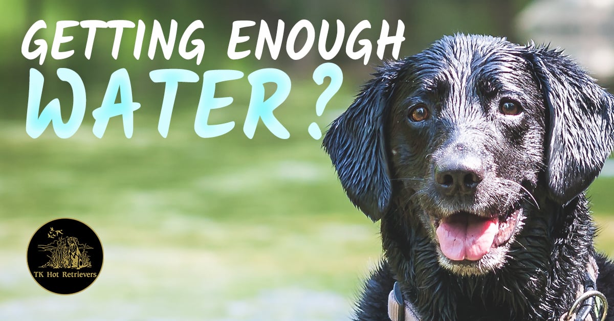 Giving Your Dog Enough Water