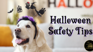 Halloween Safety Tips for Dog Owners
