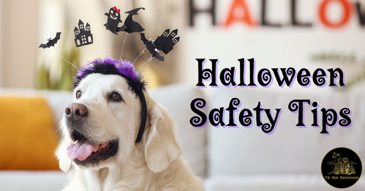 Halloween Safety Tips for Dog Owners